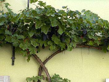 Weinreben Foto: Archiv