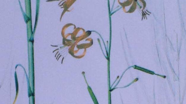 Lilium callosum ist die derzeit wohl teuerste Lilie der Welt. Foto: privat