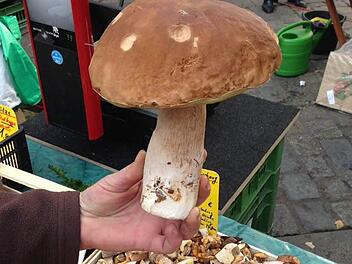 Manchmal muss ein Pilzhändler einfach Glück haben. Foto: Sarah Dann
