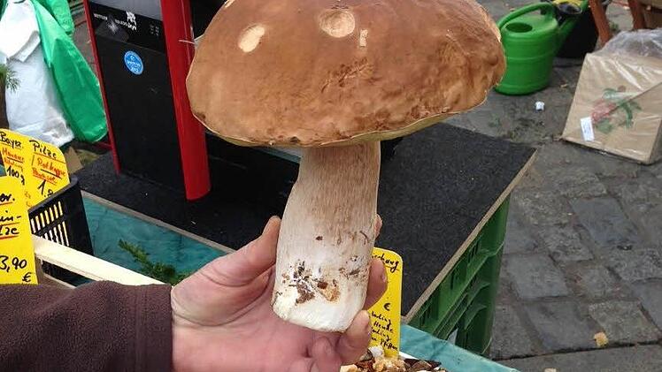 Manchmal muss ein Pilzhändler einfach Glück haben. Foto: Sarah Dann