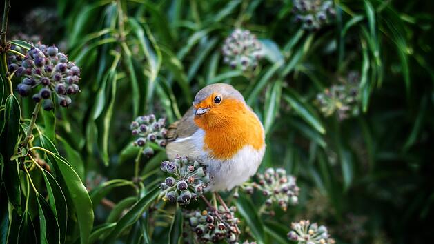 Unser "Vogel des Jahres 2021": Das Rotkehlchen.