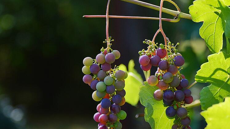 Trauben: Der Rohstoff für guten Wein.