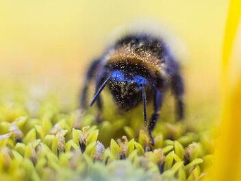 In der Natur finden die Bienen angesichts gespritzter Felder und ausgeputzter Landstriche zu wenige Blüten, die sie anfliegen können. Das soll sich ändern.  Foto: René Ruprecht