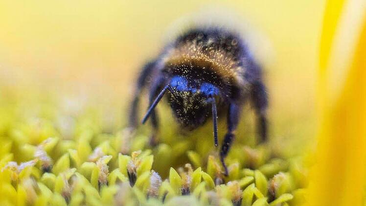 In der Natur finden die Bienen angesichts gespritzter Felder und ausgeputzter Landstriche zu wenige Blüten, die sie anfliegen können. Das soll sich ändern.  Foto: René Ruprecht