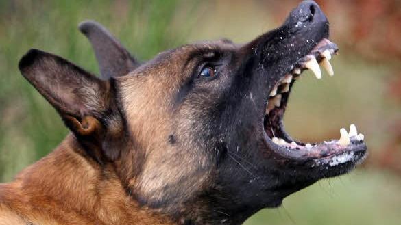 Ein Sch&auml;ferhund hat in Baiersdorf (Mittelfranken) einen Jack-Russel-Terrier so heftig gebissen, dass der kleine Hund an den Folgen seiner Verletzungen starb. Symbolfoto: Thomas Frey/dpa