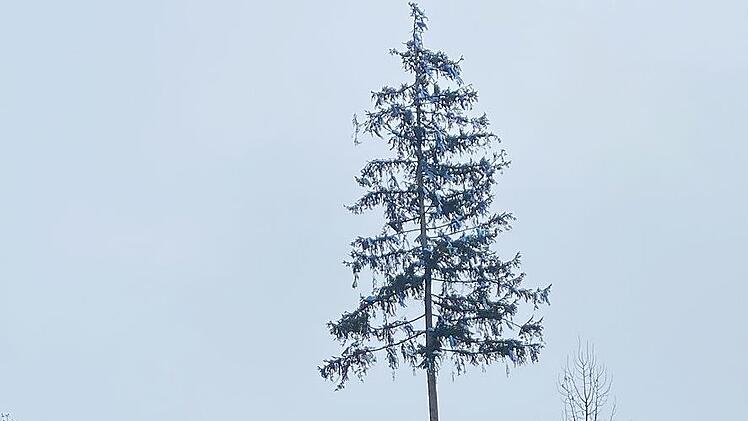 Der Baum steht.