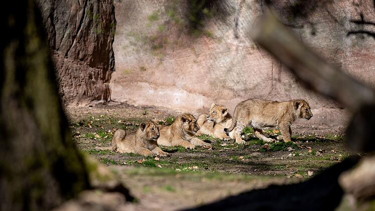 Schreck im Tiergarten N&uuml;rnberg: L&ouml;wenmutter rettet ihre Babys aus Wasser
