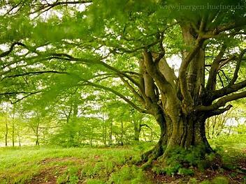 Die Hannese-Buche in Schönderling. Sie wird am Freitag, 12. Juni, im Bayerischen Fernsehen vorgestellt. Foto: Jürgen Hüfner