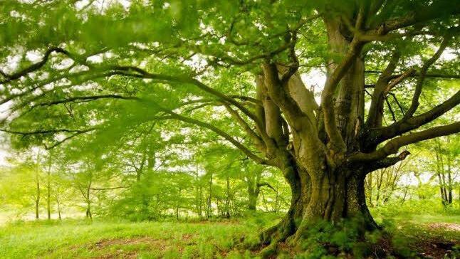 Die Hannese-Buche in Schönderling. Sie wird am Freitag, 12. Juni, im Bayerischen Fernsehen vorgestellt. Foto: Jürgen Hüfner