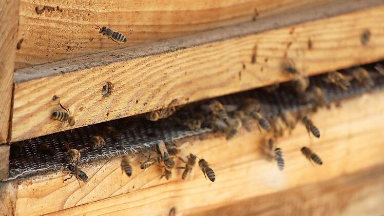 Bienen am Bienenstock: 18 Völker betreut der junge Imker in Altenkunstadt.