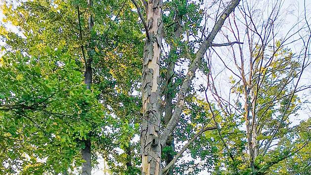 Sichtbares Zeichen f&uuml;r den Wandel in der Natur: Selbst 100-j&auml;hrige Waldb&auml;ume vertrocknen.  Foto: Wehner