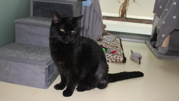 Tierheim N&uuml;rnberg stellt sich Kritikern entgegen - "erl&ouml;st sie doch"