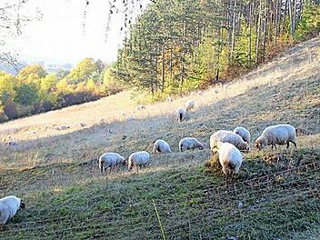 Die Jäger könnten sich mit einer Wanderschäferei anfreunden. Die Beweidung auf Koppeln halten sie für ungünstig. Foto: Ökologische Bildungsstätte