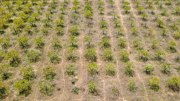 In einer spanischen Mangoplantage in Malaga gingen 700 von 1.700 B&auml;umen verloren.