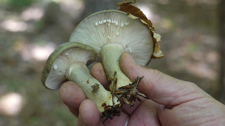 der Graugrüne Reizker