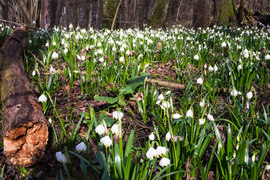 Fotos Konrad Thomann