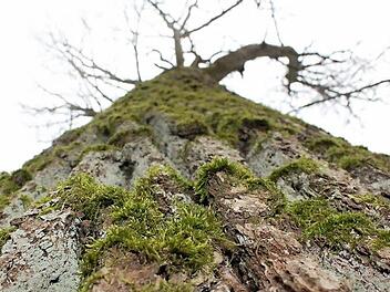 Die Eiche steht am ,Pfad der Giganten', nördlich vom Klaushof. Das Gebiet könnte Kernzone werden.  Foto: Borst