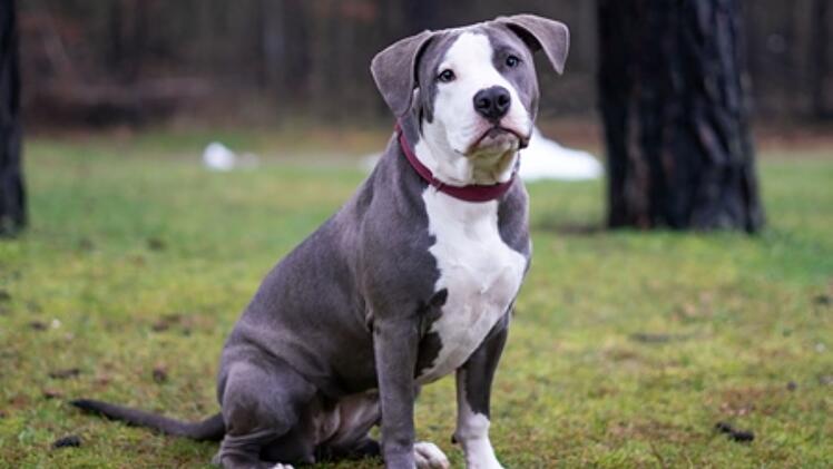 N&uuml;rnberg: H&uuml;ndin Laika kann nicht in Bayern vermittelt werden - wer nimmt "kleinen Wirbelwind" auf?