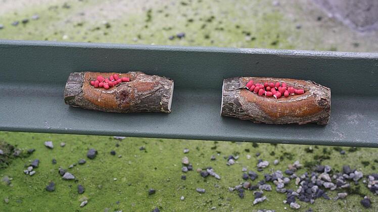 "Sprengsätze"  Foto: Hubert Kolling