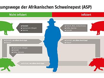 Bei Züchtern geht die Furch vor der Afrikanischen Schweinepest um. Foto: Animal Rights Watch