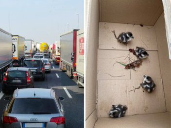 Die Kükenrettung macht eine zeitweise Vollsperrung auf der A 67 notwendig Enten-Rettung
