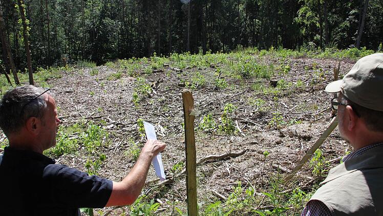 Dieser Hangrutsch bei Fierst soll durch neue Baumarten stabilisiert werden.