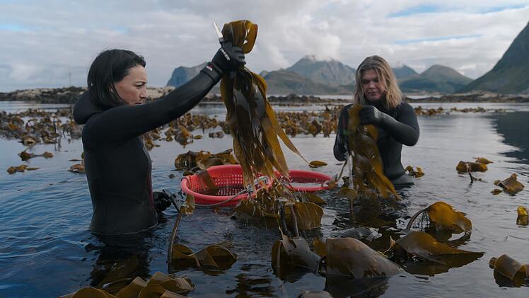 Auf den Lofoten ernten Angelita Erikson (links) und Tamara Singer verschiedenste essbare Algen, die hier wachsen, ganz ohne Pestizide oder D&uuml;nger.