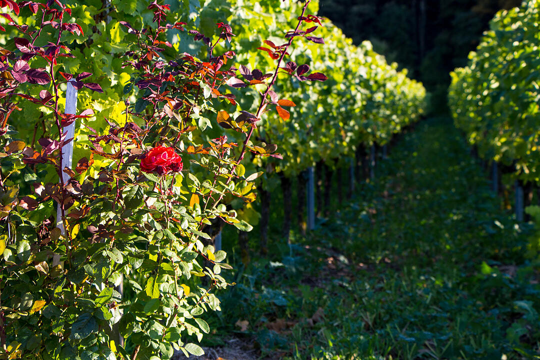 Fotos Konrad Thomann