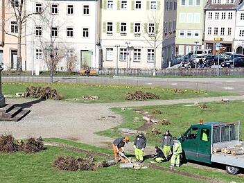 Herzog Ernst I. verfolgt gespannt, was da rund um sein Denkmal passiert - zumindest könnte man das denken. Mitarbeiter des Grünflächenamtes sägten die Kugelahorne am Freitagvormittag knapp über dem Boden ab. Foto: Ulrike Nauer