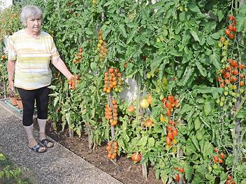 Karin Meserle im Ernteglück. Der Tomatenliebhaberin leuchten die roten Früchte tausendfach entgegen. Foto: K.-H. Hofmann