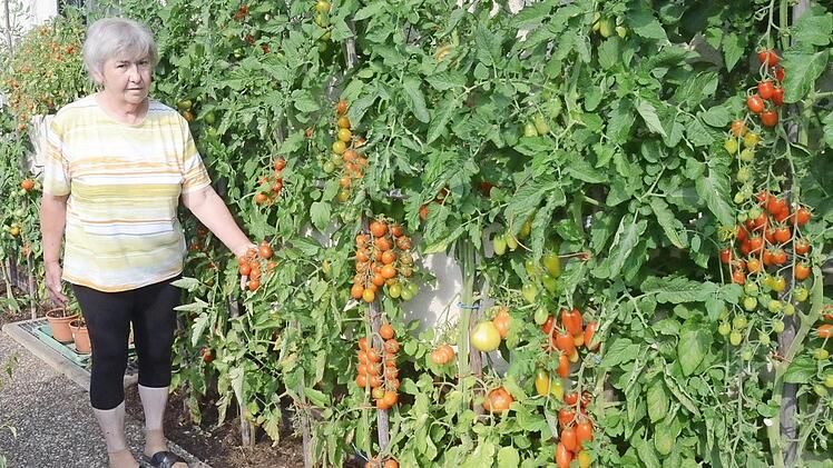 Karin Meserle im Ernteglück. Der Tomatenliebhaberin leuchten die roten Früchte tausendfach entgegen. Foto: K.-H. Hofmann