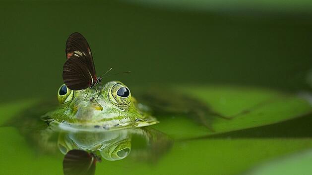 Symbolbild: Frosch