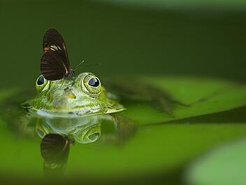 Symbolbild: Frosch