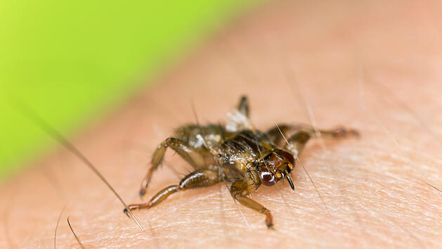 Hirschlausfliege: Wie gefährlich ist die fliegende Zecke?