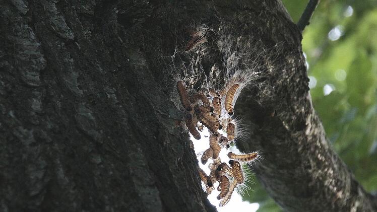 Sind solche Gespinste da - wie derzeit am Kinderspielplatz in Wiesenthau- , hilft nur noch absaugen.  Foto: Josef Hofbauer
