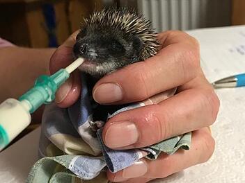 Die Igel wurden mit der Spritze gefüttert.