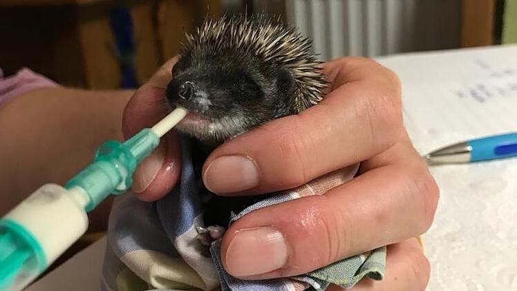 Die Igel wurden mit der Spritze gefüttert.