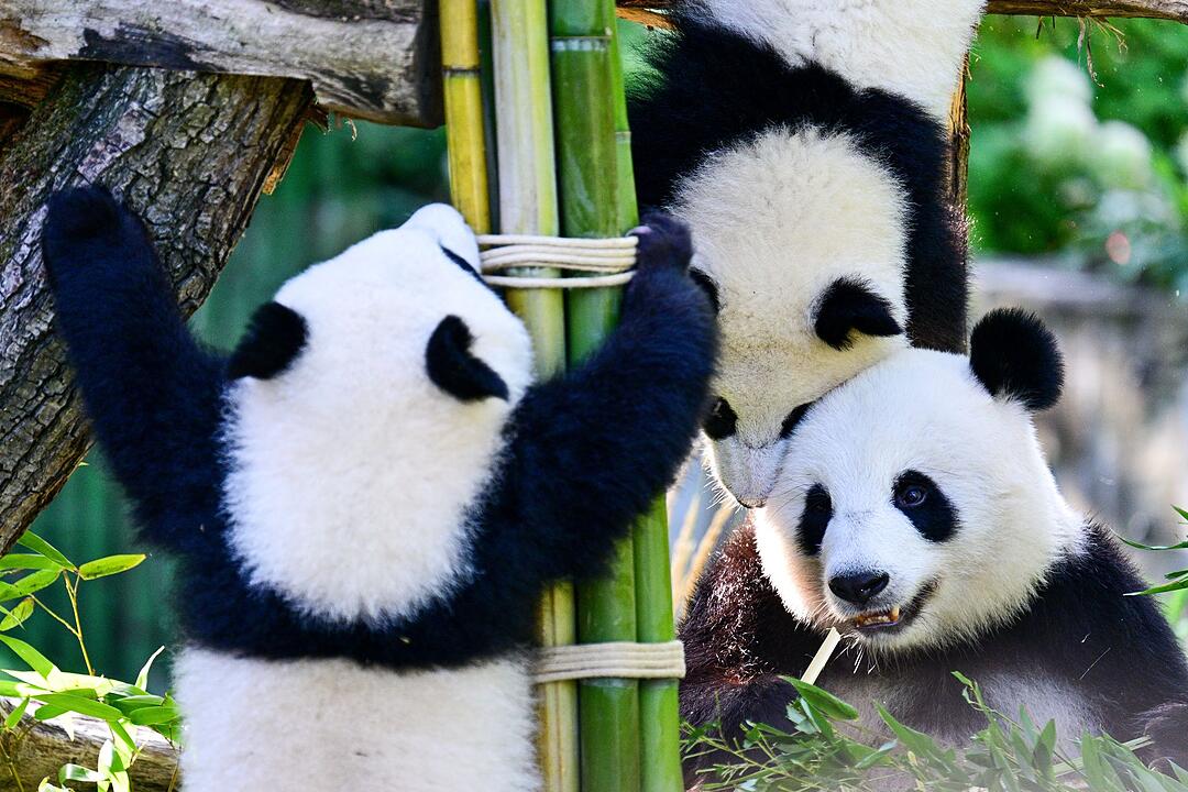 Berliner Pandabären-Zwillinge werden ein Jahr alt