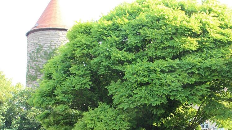 Wegen eines medizinischen Notfalls landete ein Rettungshubschrauber im Jugendhaushof.