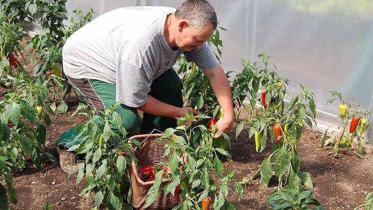 Gärtnereileiter Michael Schwämmlein erntet roten Paprika.