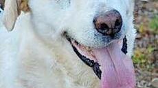 Angel verdient endlich ein neues Zuhause.  Foto: privat