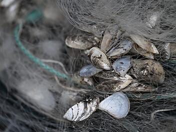 "Vermehrt sich drastisch": Gefahr durch invasive Quagga-Muschel im Chiemsee