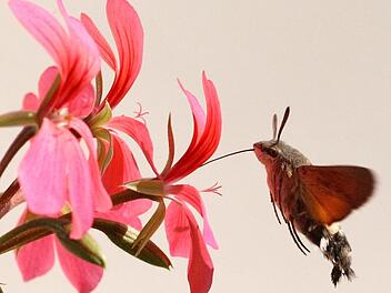 Das Taubenschwänzchen nascht am Geraniennektar.  Foto: Herbert Knoth