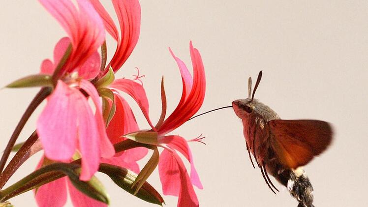 Das Taubenschwänzchen nascht am Geraniennektar.  Foto: Herbert Knoth