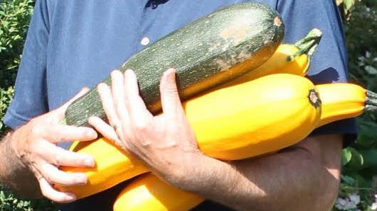 Jupp Schröders Zucchini-Ernte. Foto: Archiv