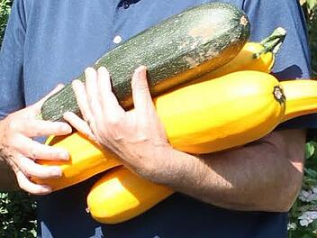 Jupp Schröders Zucchini-Ernte. Foto: Archiv