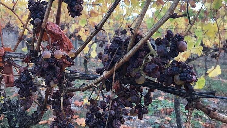 Die Beeren müssen für die Lese rosinenartig eingetrocknet sein.Foto: Matthias Ruppert