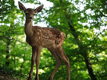 Eine bekannte Geschichte, hier aber ohne Disney-Zuckerguss: "Bambi - Eine Lebensgeschichte aus dem Walde" orientiert sich primär an der Romanvorlage von 1923 und setzt dabei auf viele schöne Naturbilder.