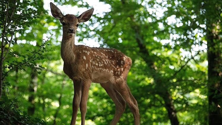 Eine bekannte Geschichte, hier aber ohne Disney-Zuckerguss: "Bambi - Eine Lebensgeschichte aus dem Walde" orientiert sich primär an der Romanvorlage von 1923 und setzt dabei auf viele schöne Naturbilder.
