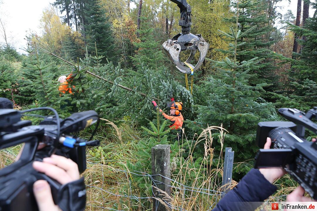 Christbaum für die Queen: Jetzt kann die Reise beginnen